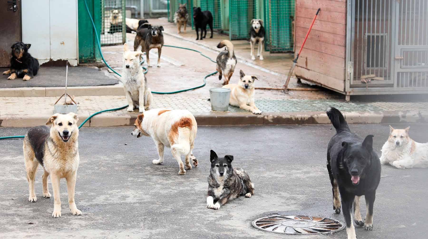 В Красноярске после атаки собак на ребенка пообещали «решить проблему»  через два года