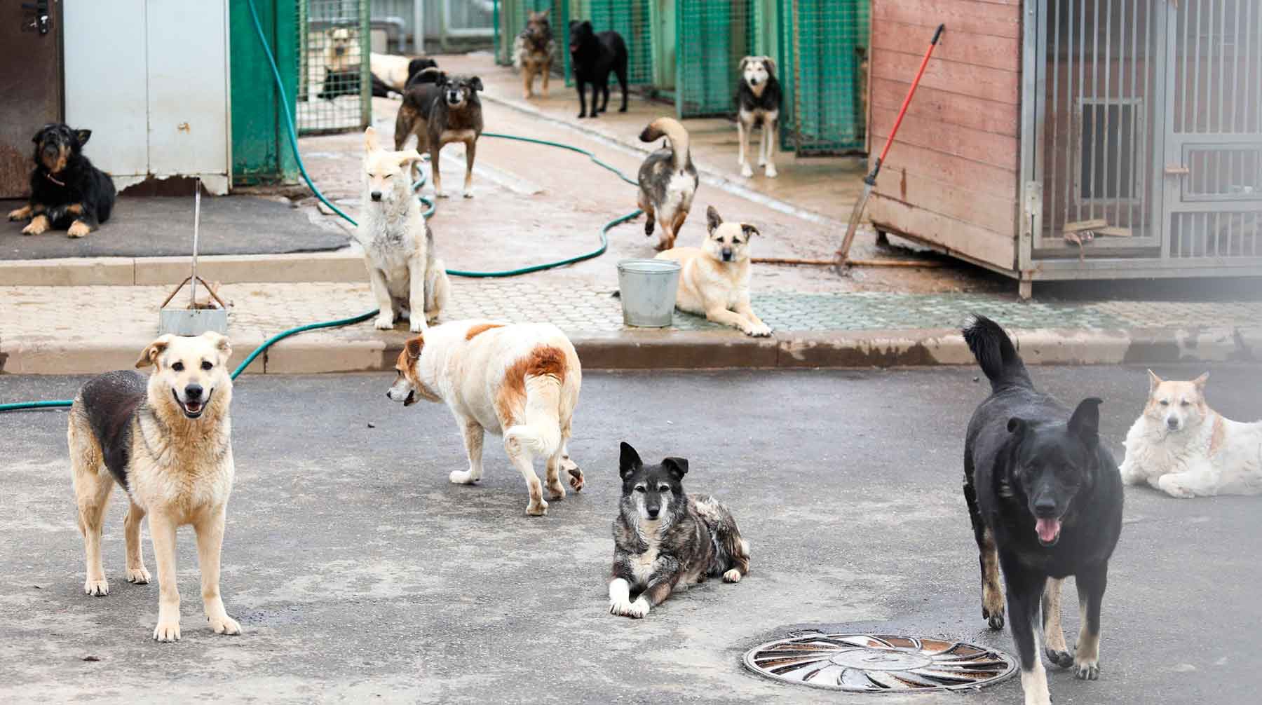 Dailystorm - В Красноярске после атаки собак на ребенка пообещали «решить проблему» через два года