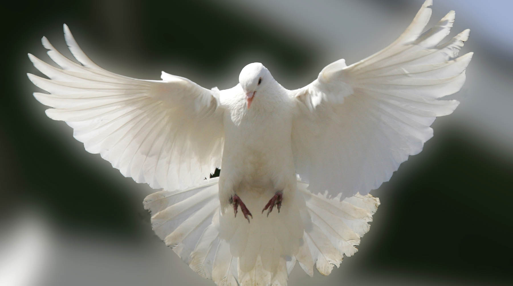 Птица не представляет риска для биосферы, отметили в правительстве Фото: © Global Look Press / Роман Денисов