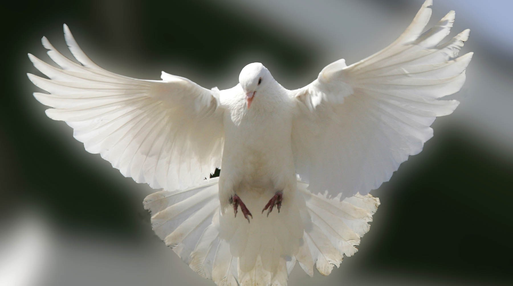 Dailystorm - Он наш: в Австралии отказались убивать голубя Джо