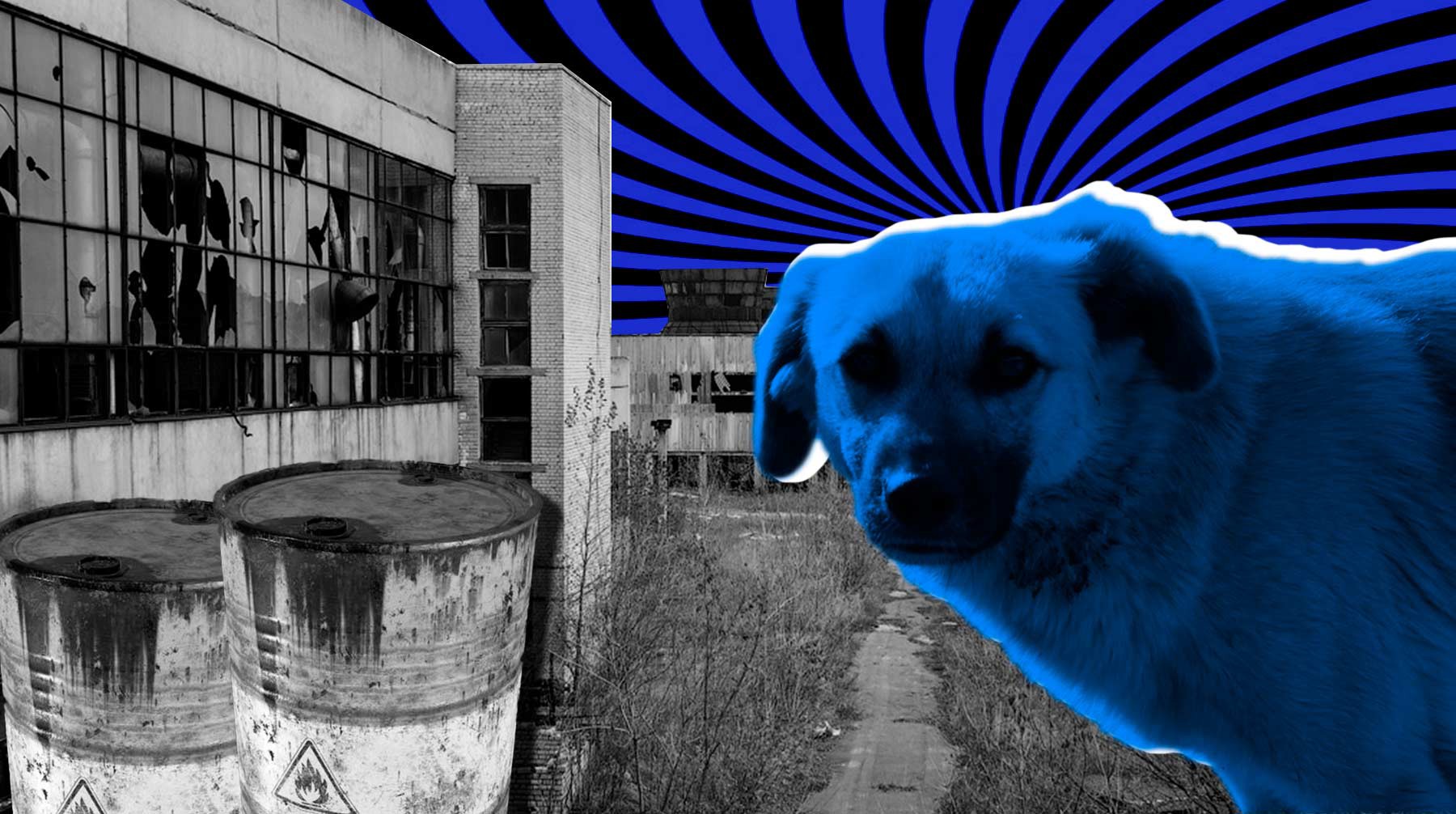 Почему собака синяя. Синие собаки в Дзержинске. Синяя собака. Голубые собаки в Дзержинске. Зеленые собаки в Дзержинске.