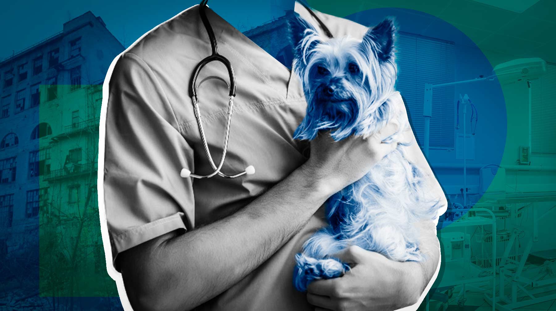 Dailystorm - Окрасился даже кал: ветеринары в Дзержинске рассказали о состоянии синих собак