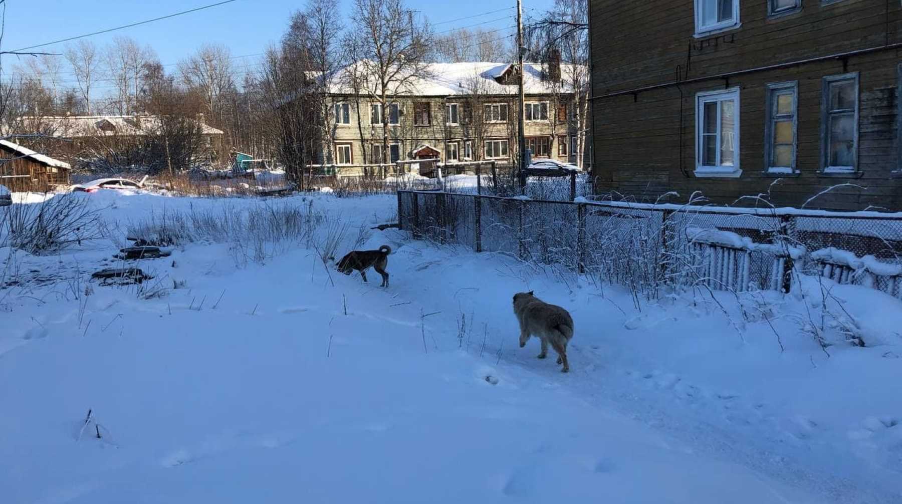 Волк сзади обошел, потом — хряп!»: весь февраль Архангельск атакуют хищники