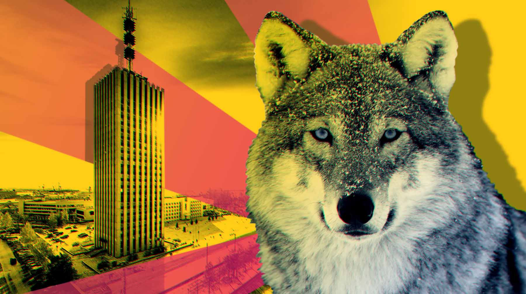 Dailystorm - «Волк сзади обошел, потом — хряп!»: весь февраль Архангельск атакуют хищники
