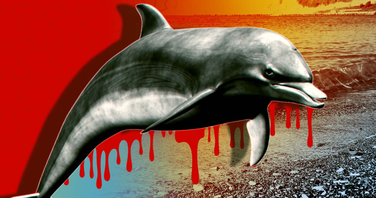 Dailystorm - «Приехали с ребенком и охренели»: автор видео с трупами дельфинов рассказал о катастрофе под Сочи