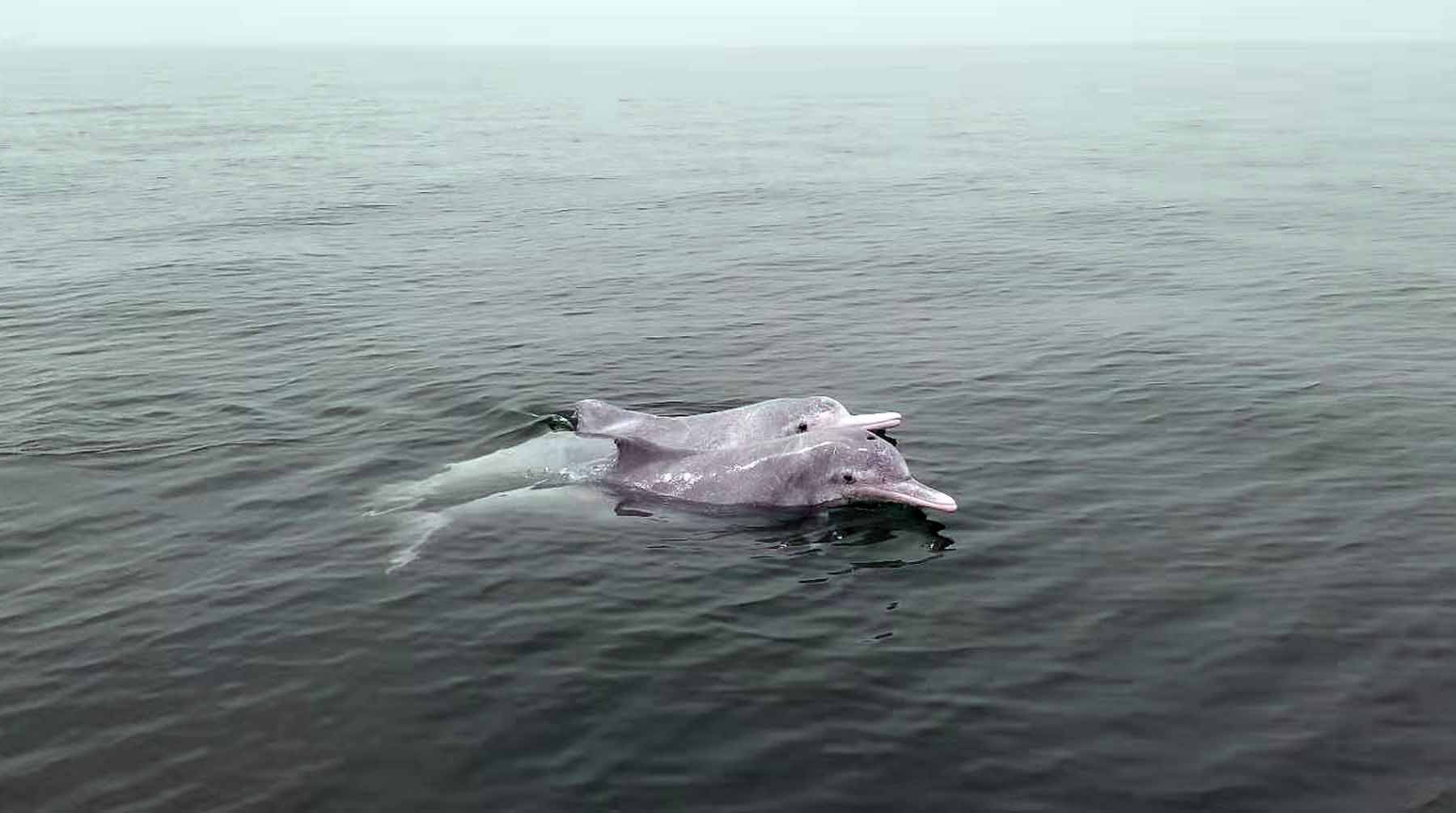 Dailystorm - Росприроднадзор объяснил массовую гибель дельфинов и морских птиц под Сочи
