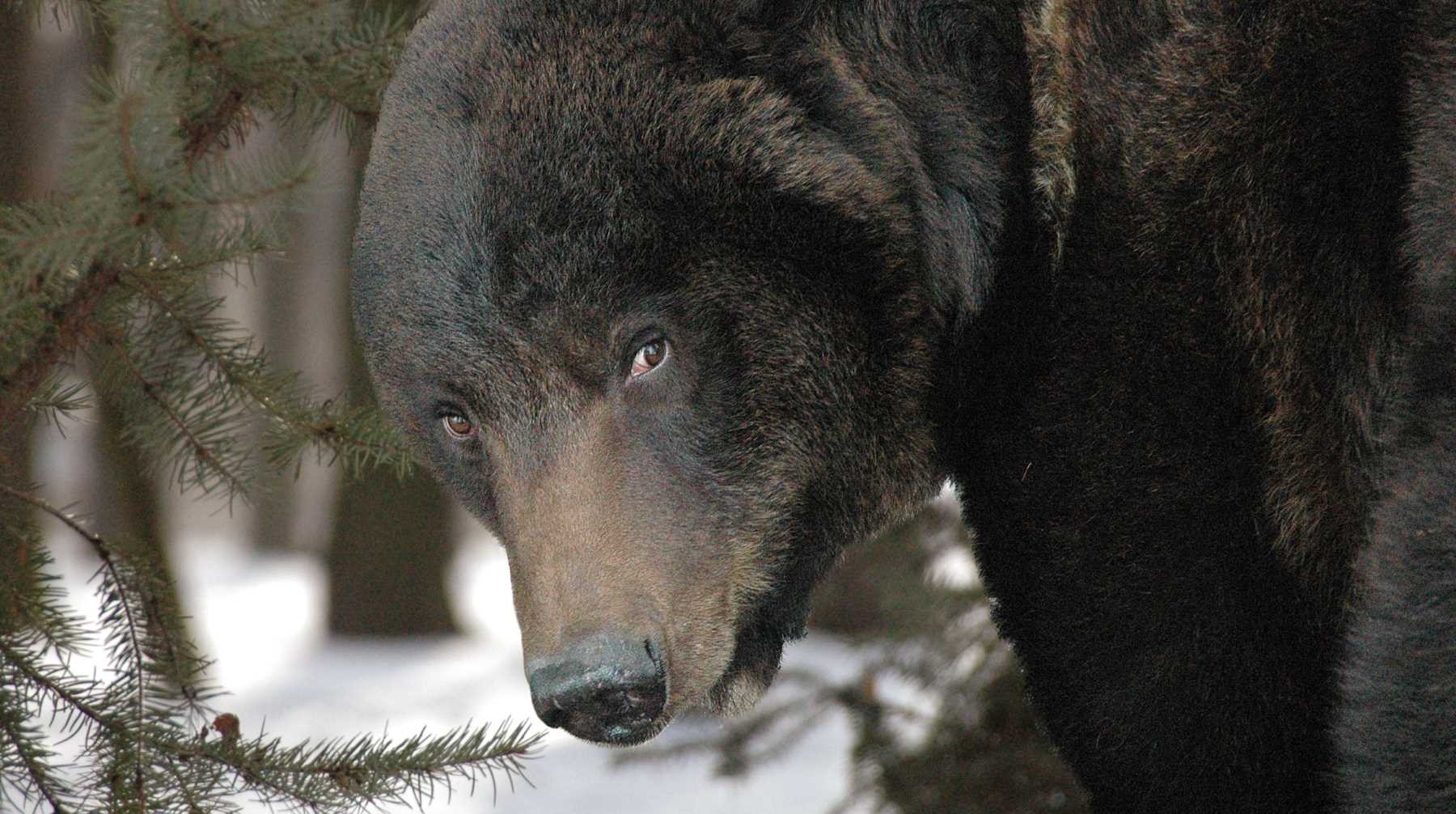 Dailystorm - В Нижневартовске медведь устроил погоню за прохожими — видео