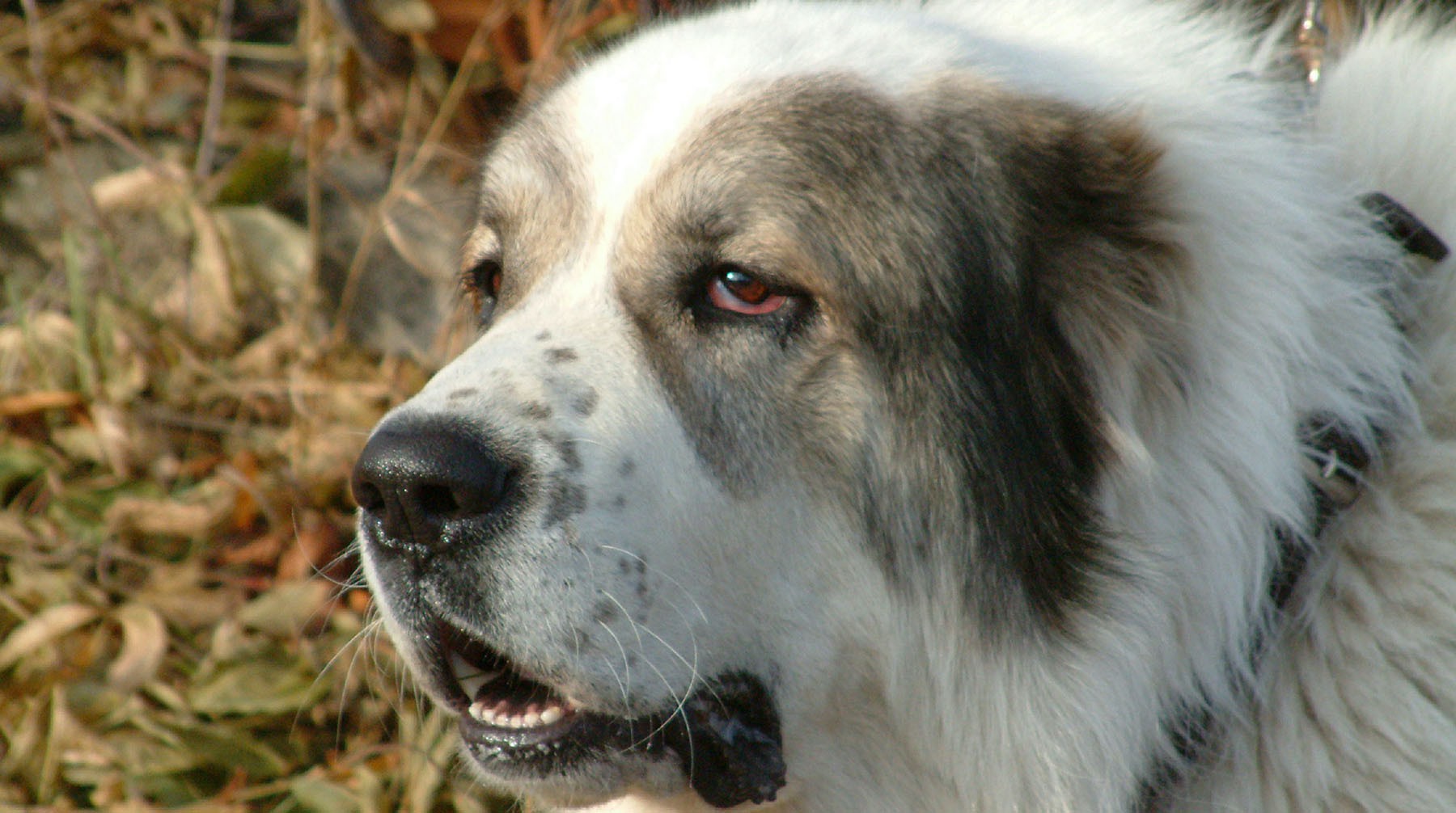 Dailystorm - 15 пуль в голове: активисты спасли пса, расстрелянного в Биробиджане