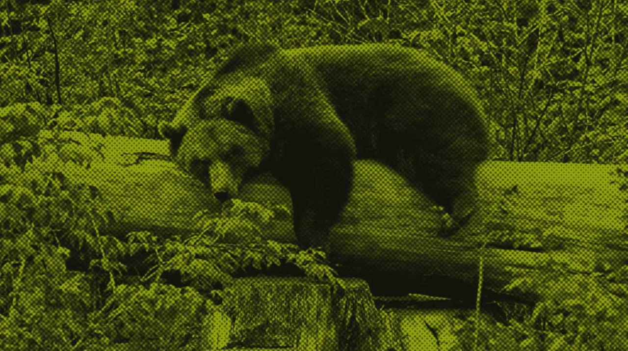 В Подмосковье с частной территории сбежал медведь — видео