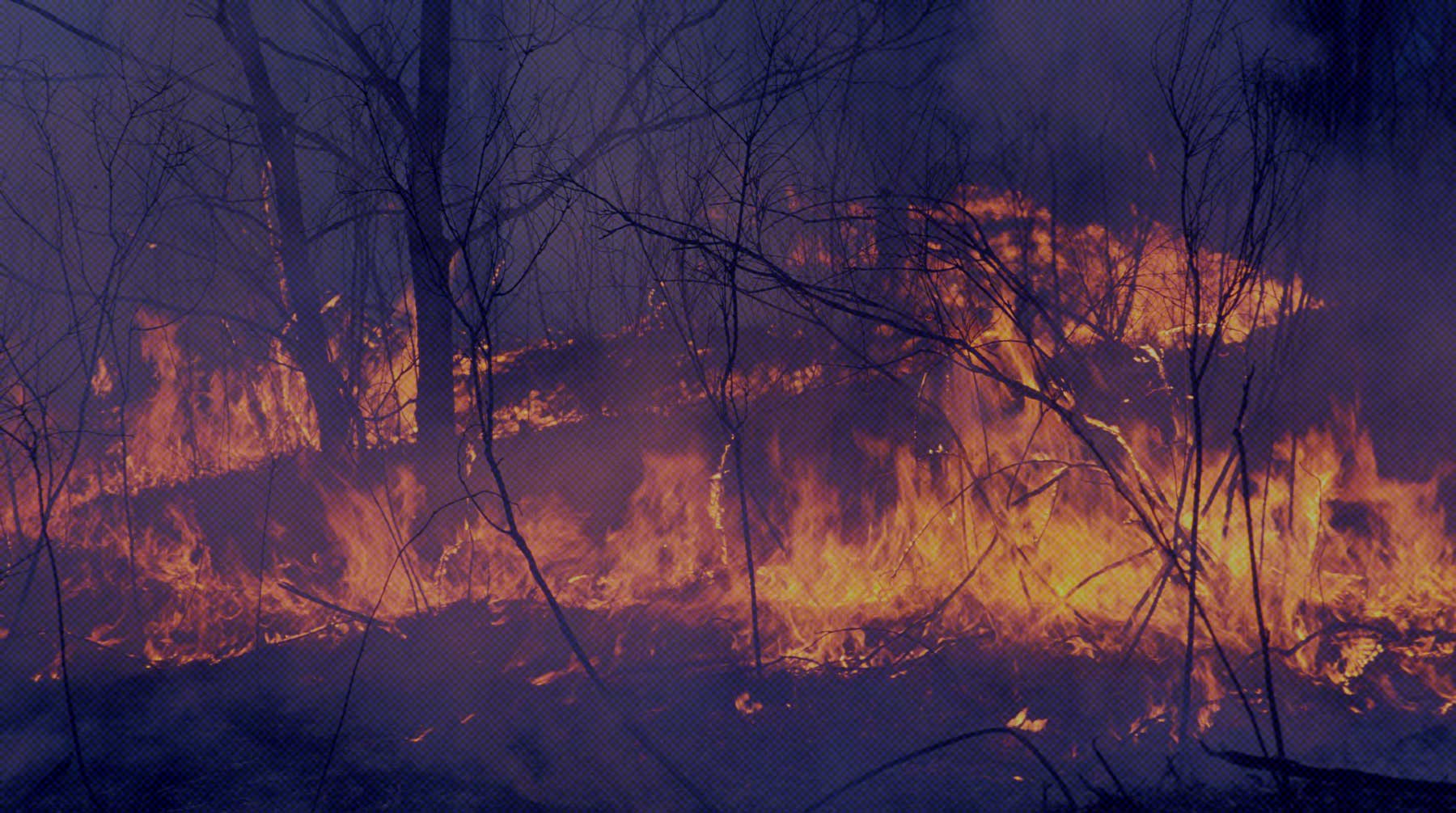 Самые крупные очаги возгорания зафиксированы в Якутии и Карелии Фото:  Global Look Press / Константин Михайлов