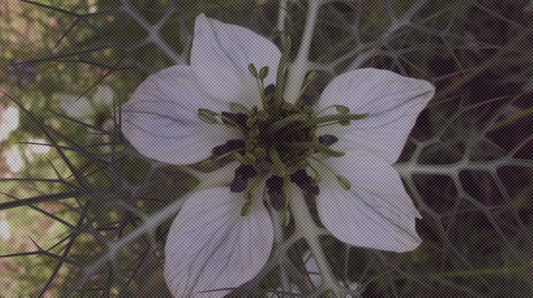 Dailystorm - В МГУ рассказали о цветке, который на Западе окрестили панацеей от COVID-19