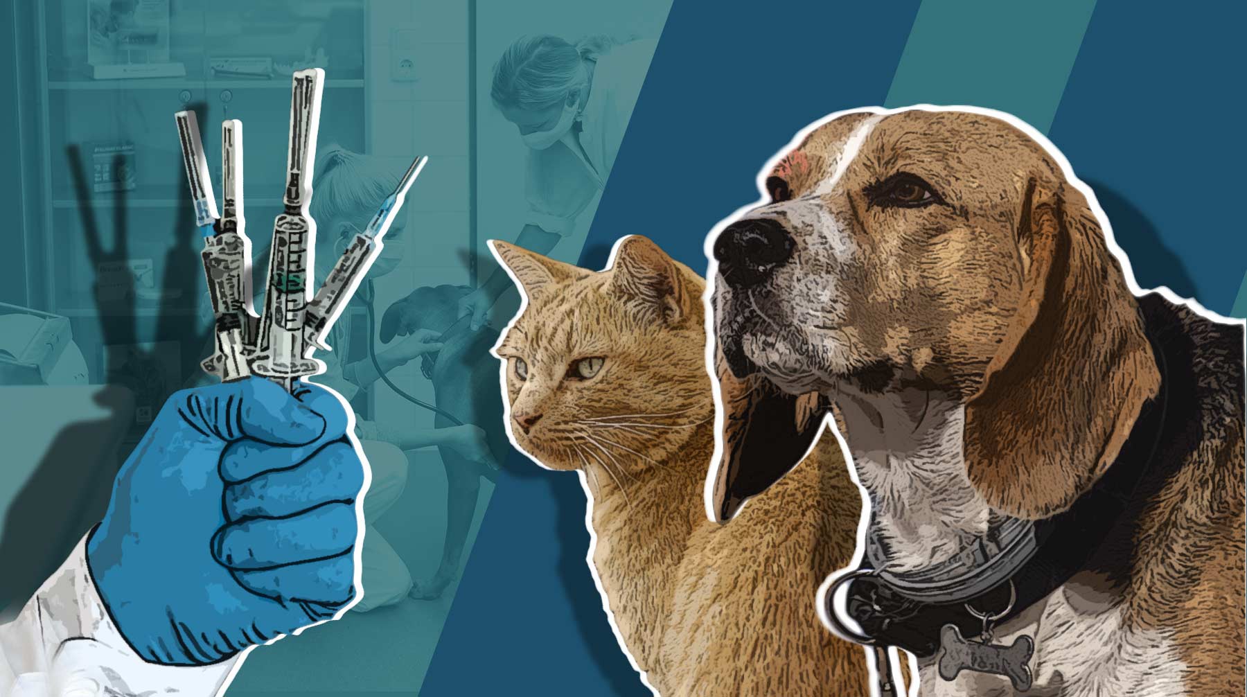 Dailystorm - Нечем лечить котов и собак. Ветеринары предупреждают о дефиците препаратов, несмотря на старания Минсельхоза
