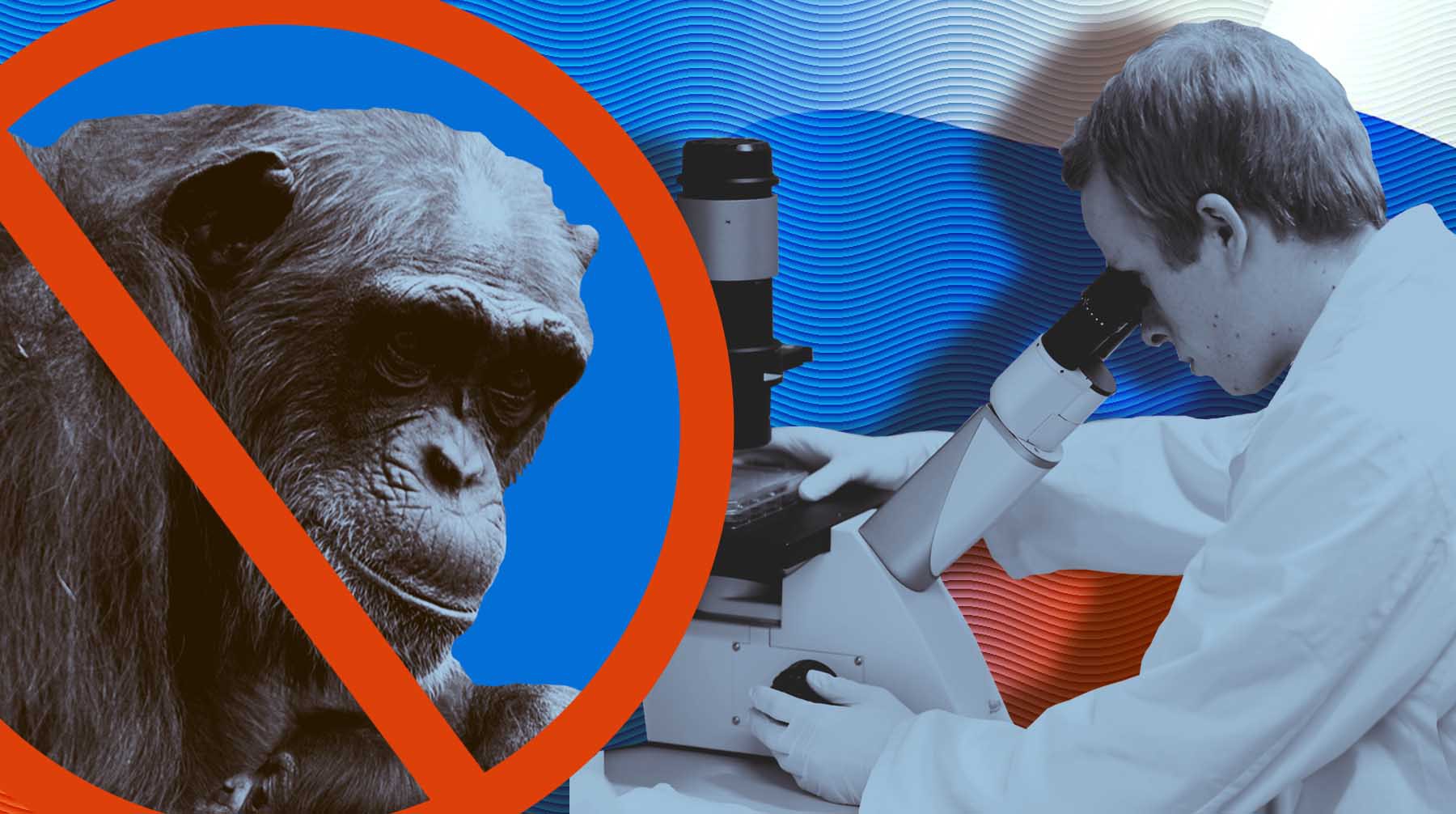 Dailystorm - Вирусологи исключили распространение обезьяньей оспы в России