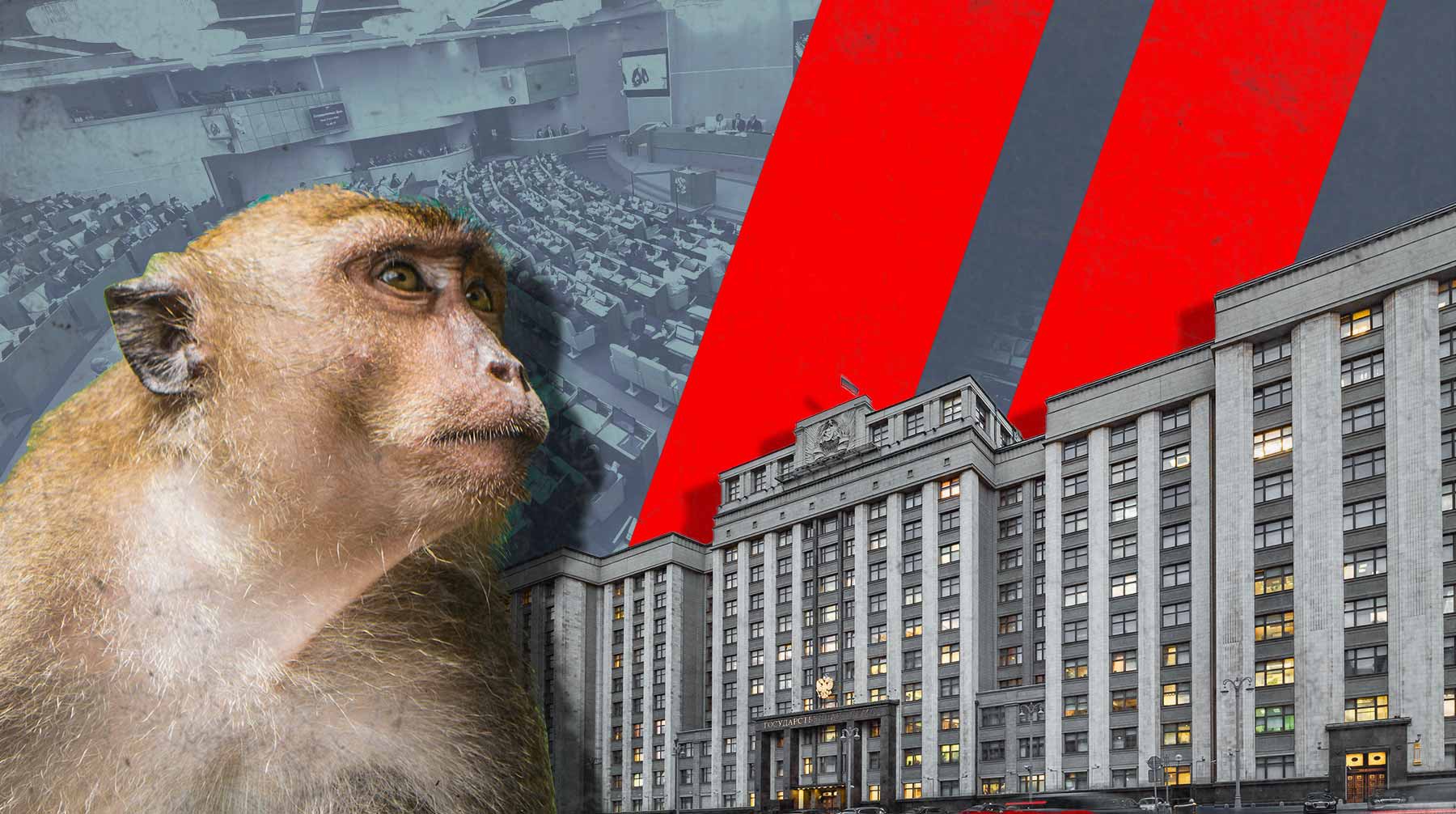Dailystorm - Депутаты Госдумы призвали не спешить с ужесточением законов после нападения обезьяны на малыша в Подмосковье