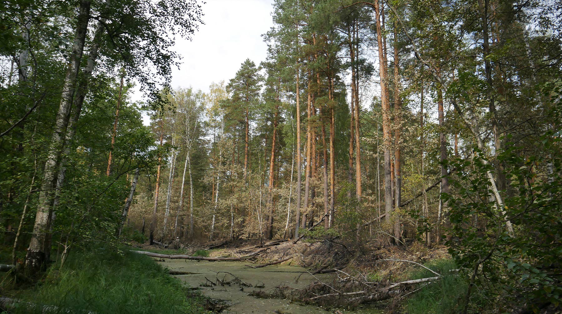 Пожары в рязанских лесах 2022