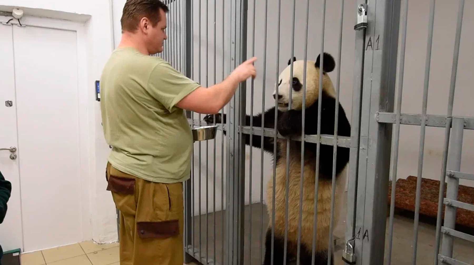 Панды из Московского зоопарка