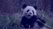 В Московском зоопарке заявили, что ждут в гости Си Цзиньпина, чтобы показать ему панд
