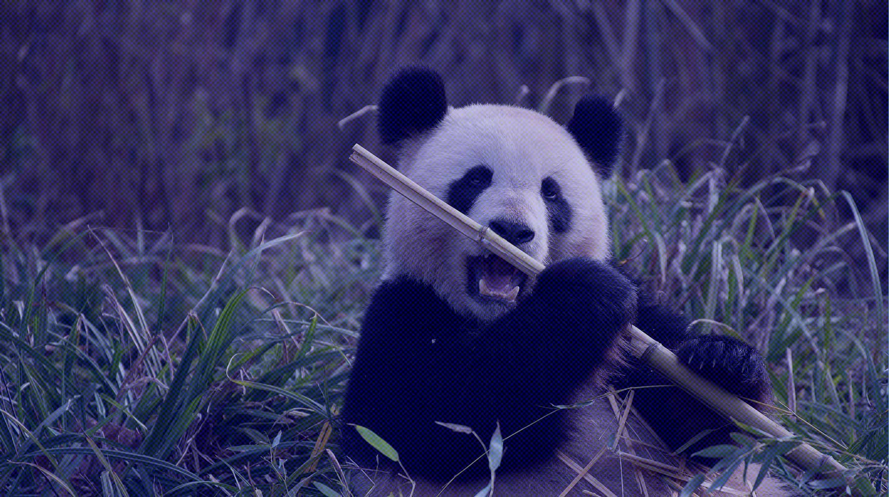 Dailystorm - В Московском зоопарке заявили, что ждут в гости Си Цзиньпина, чтобы показать ему панд