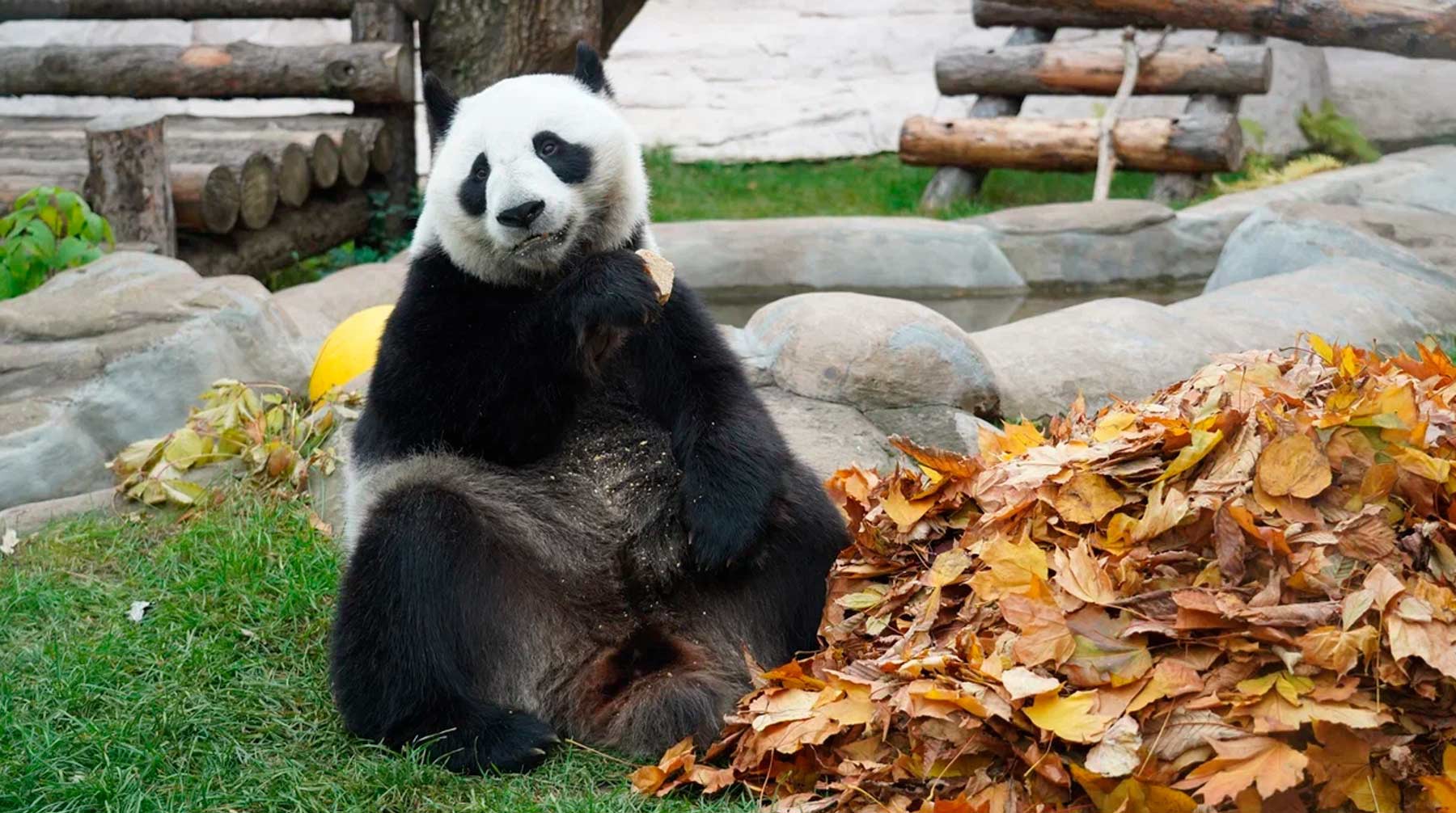 Панды из Московского зоопарка