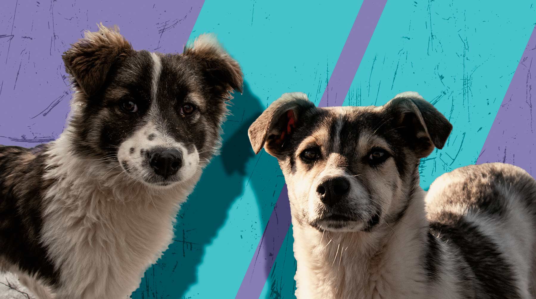 По мнению президента Центра защиты прав животных «Вита», необходимо вводить контроль над популяцией всех собак в стране Коллаж: Daily Storm