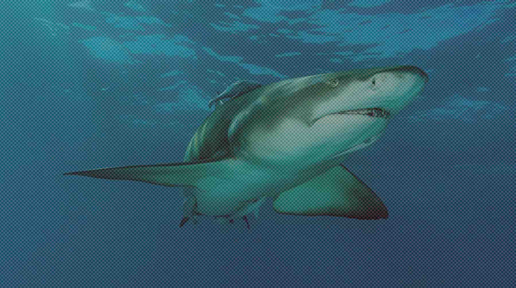Dailystorm - Туроператоры начали проводить дополнительные инструктажи по безопасности после нападения акулы на россиянина в Египте
