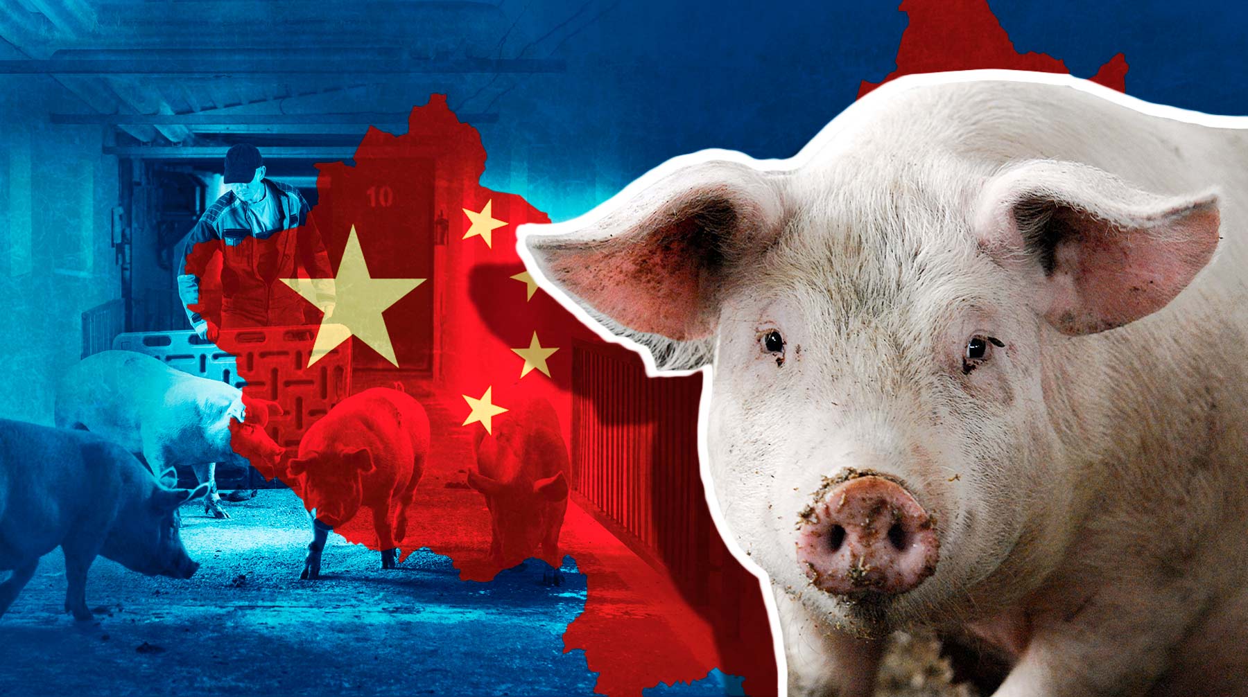 Станет ли свинина золотой жилой экспорта? Производители объяснили, почему рано радоваться решению Китая открыть страну для мяса из России