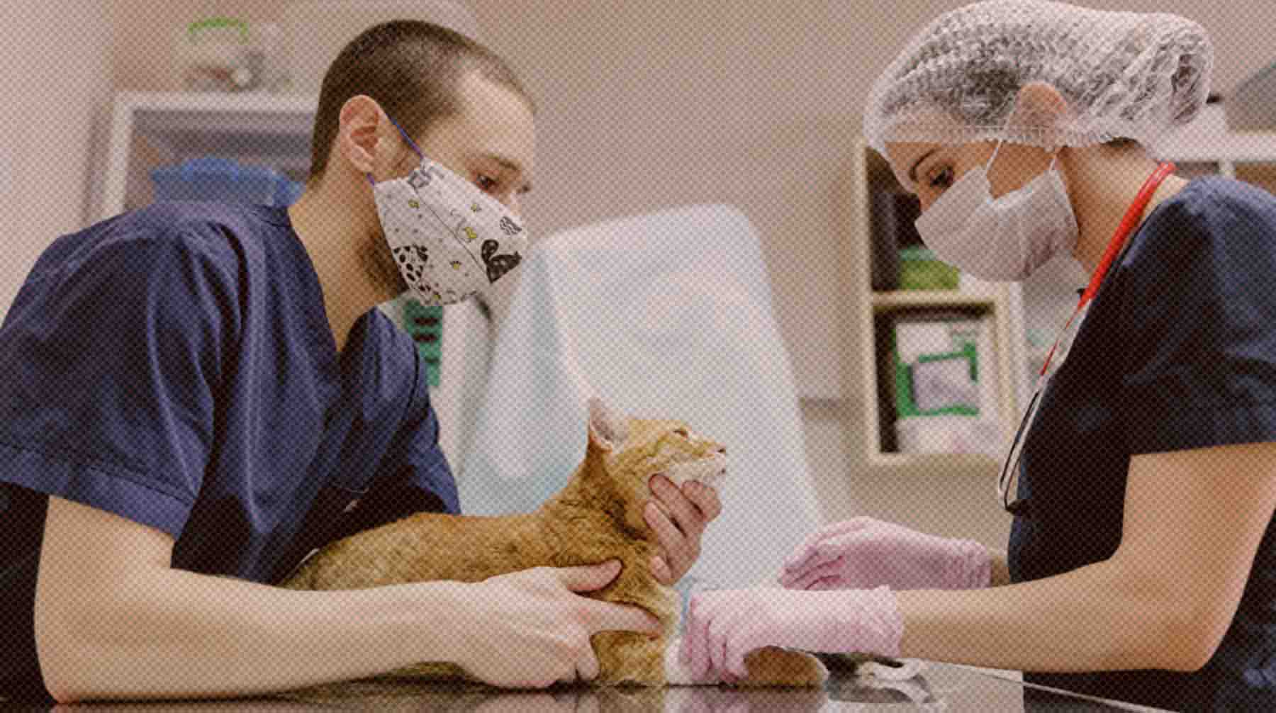 Dailystorm - «Сведения преувеличены»: Россельхознадзор опроверг информацию о нехватке вакцин для кошек и собак