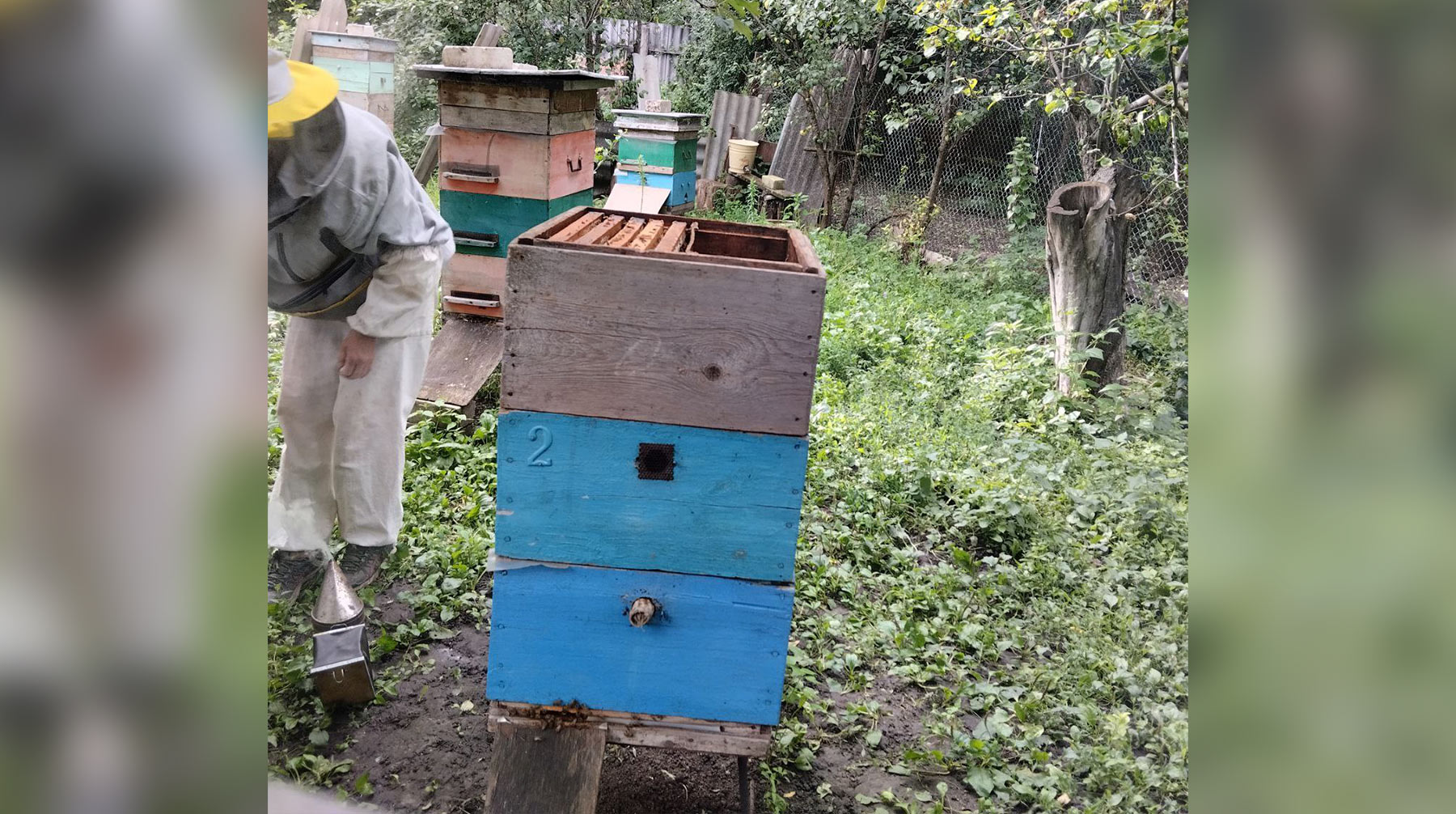 Падаешь под забор, а потом продолжаешь работать с пчелами»: белгородская  пасечница рассказала, как собирает мед под обстрелами