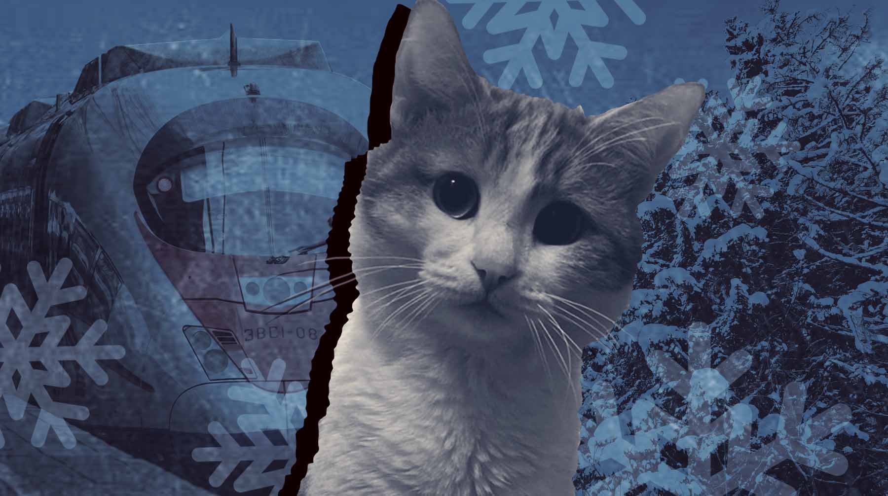Dailystorm - «Деньги не нужны — верните члена семьи!»: хозяин кота попросил не увольнять проводницу, выбросившую питомца на мороз