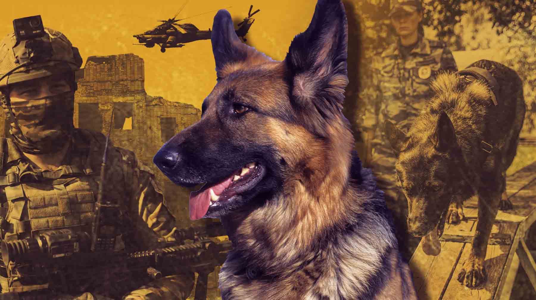 Dailystorm - Власти ХМАО заявили о готовности создать «отряд» из бездомных собак для отправки на СВО
