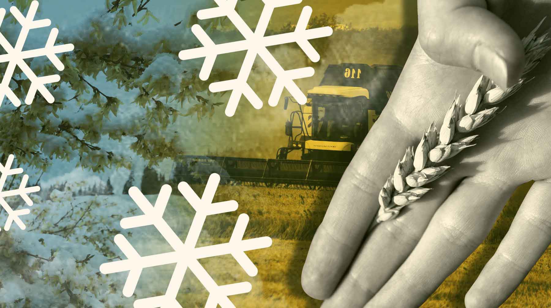 Dailystorm - Глава Минсельхоза Кубани сообщил, что из-за заморозков глобально ничего из посевов не пострадало
