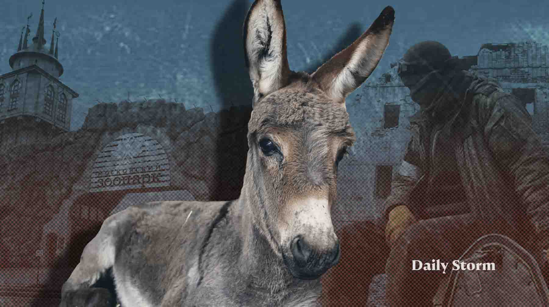 Сейчас он находится в Великом Устюге Коллаж: Daily Storm