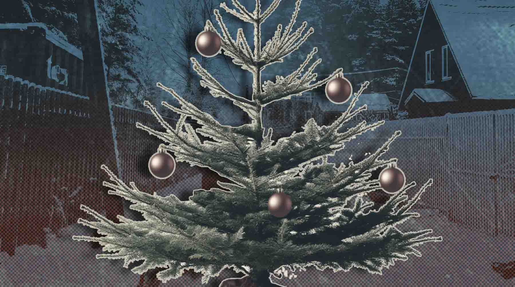 По версии чиновников, дерево пострадало от холодов, а не от неудачной транспортировки Коллаж: Daily Storm