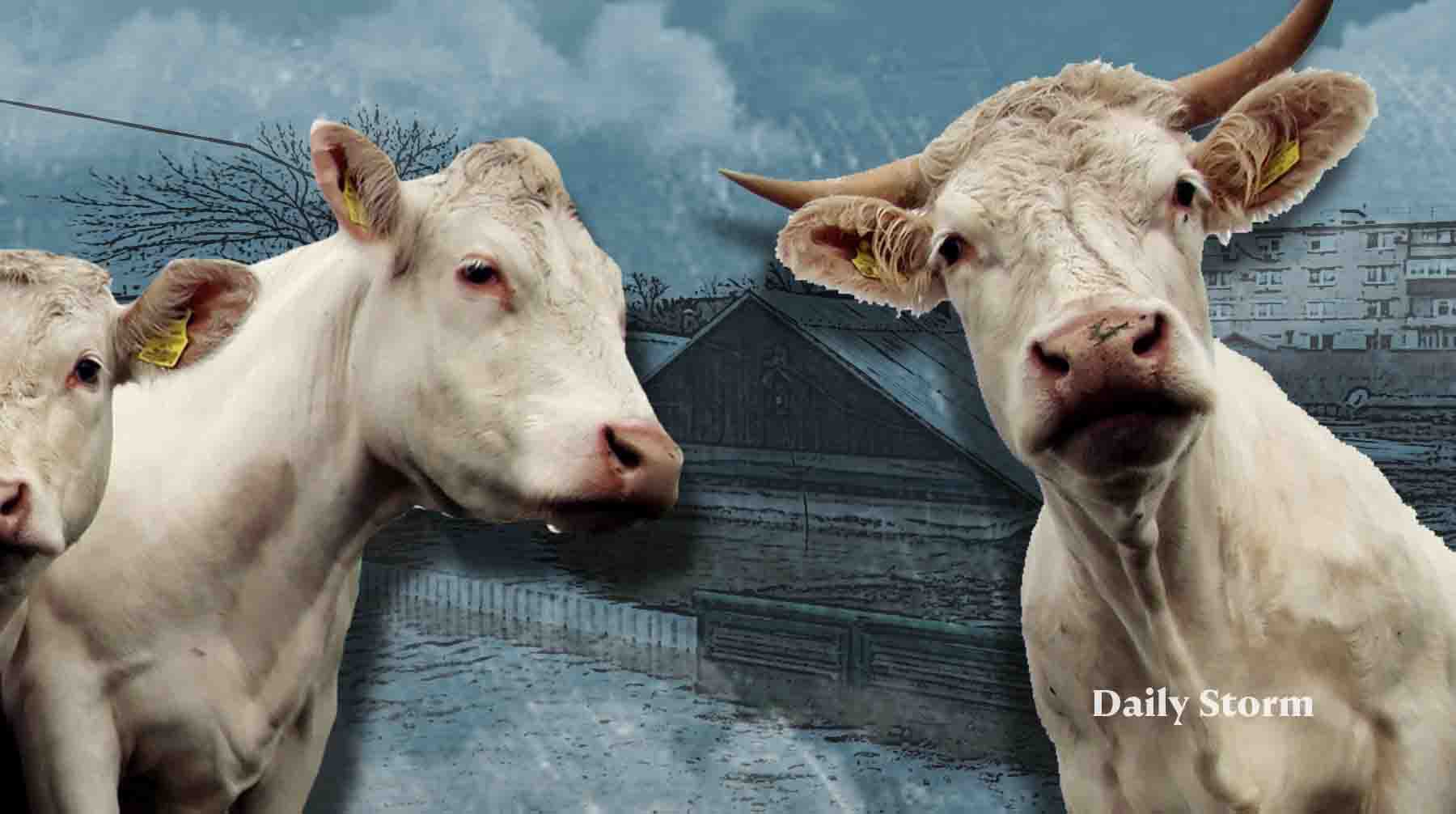 Dailystorm - Закрытые деревни и пустеющие фермы: последствия загадочного карантина в Новосибирской области