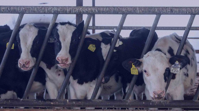 Новосибирские власти заявили, что не нашли трупы животных в скотомогильнике в селе Новоключи