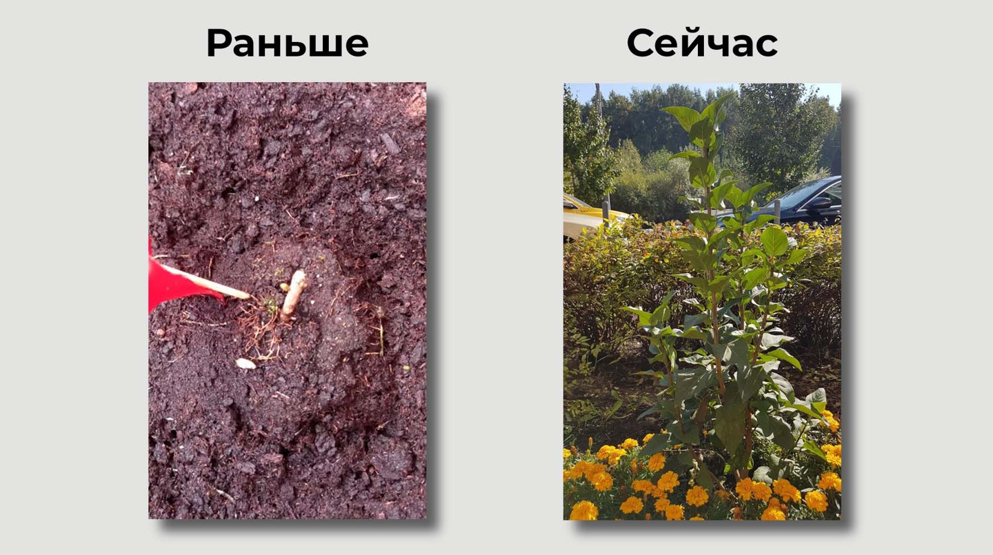 Коллаж: Daily Storm