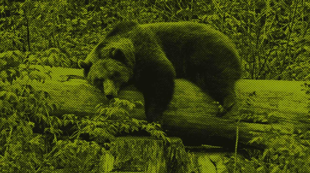 Dailystorm - Спасенную в Диксоне медведицу перевезли в естественную среду обитания и оставили там с запасом рыбы